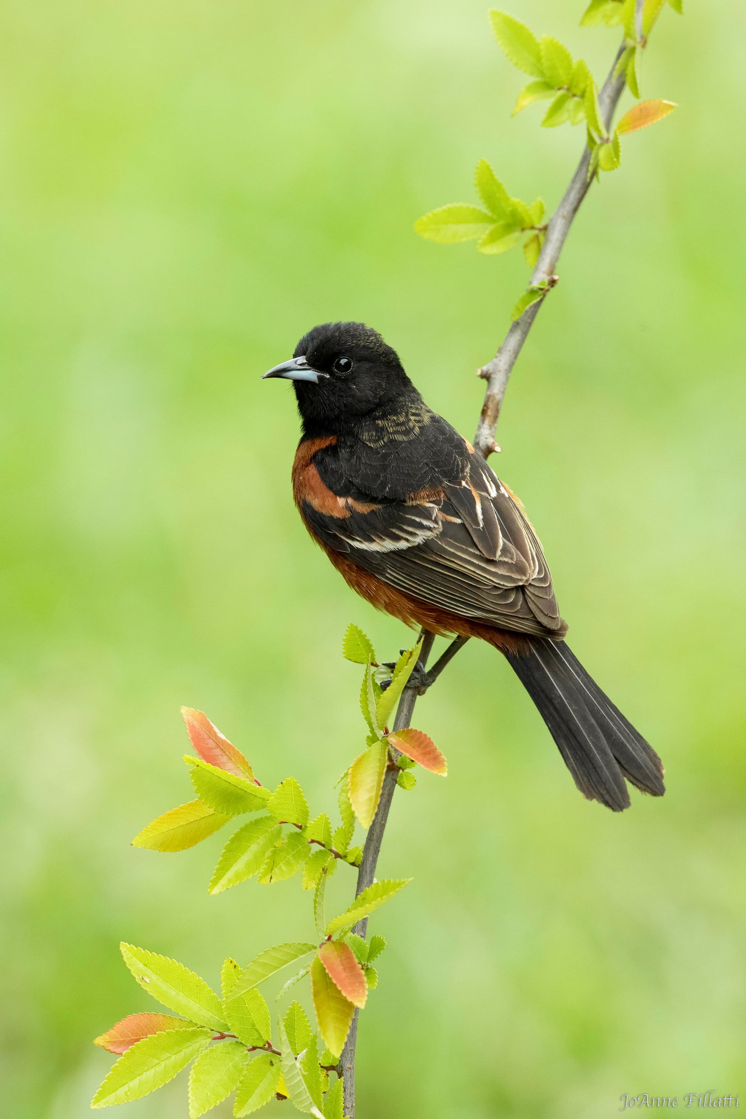 bird of Galveston Island image 4